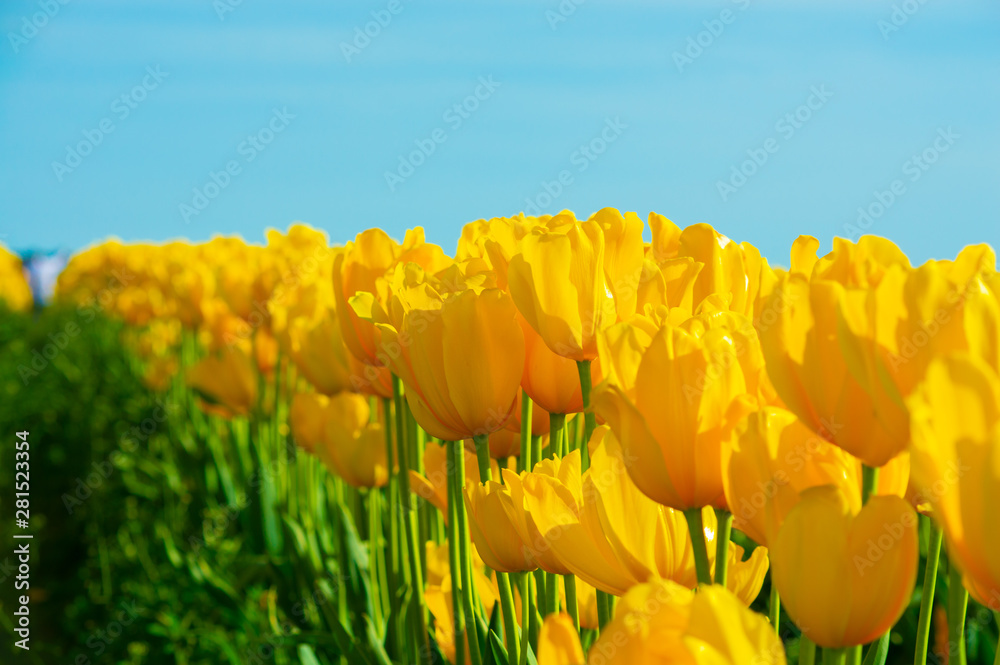Obraz premium Colorful Tulips in Full Bloom during the Spring Season 2019