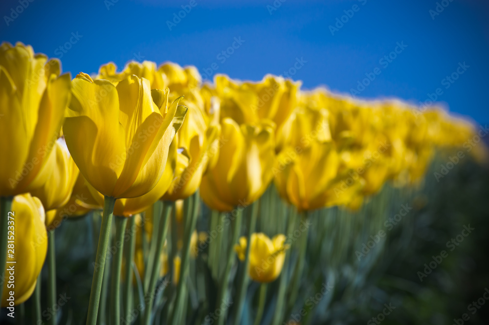 Colorful Tulips in Full Bloom during the Spring Season 2019 Colorful Tulips in Full Bloom during the Spring Season 2019