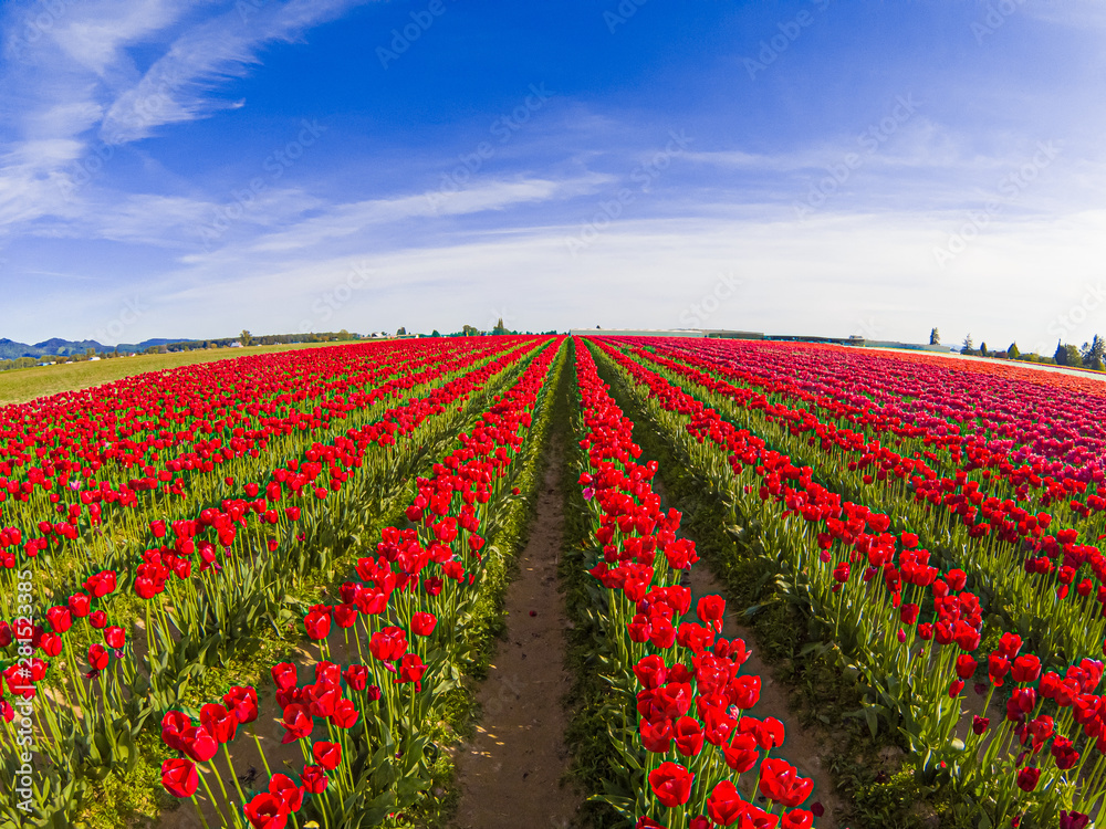 Colorful Tulips in Full Bloom during the Spring Season 2019