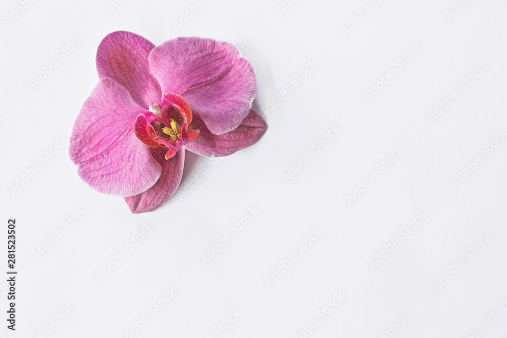 close up of one pink orchid flower on white background close up of one pink orchid flower on white background
