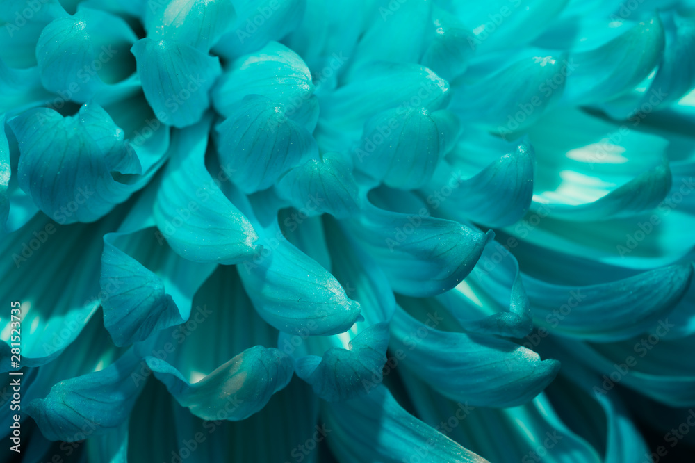 Blue chrysanthemum flower macro texture