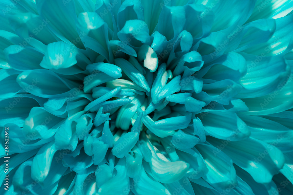 Blue chrysanthemum flower macro texture
