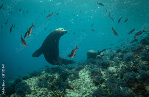 Sea lions dancing for the camera in the Sea of Cortez © Drew