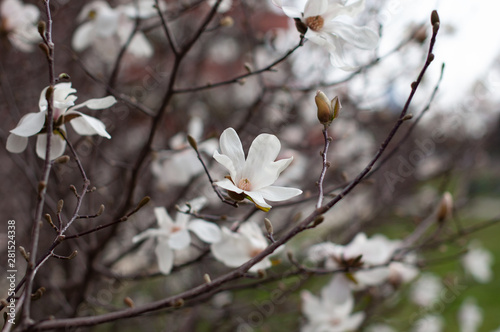 Magnolia in blossom. White magnolia flowers and buds. Blurred background. Close-up, soft selective focus © Photoland