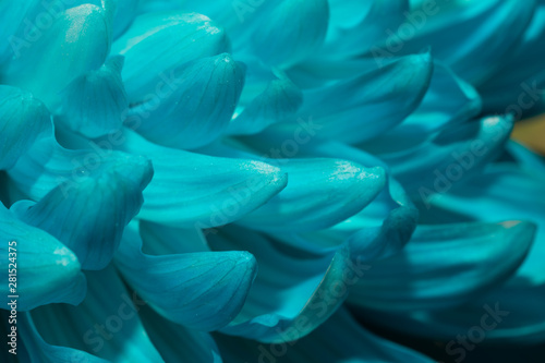 Blue chrysanthemum flower macro texture