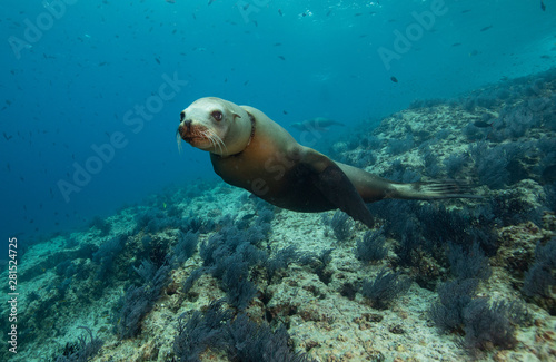 Sea lions dancing for the camera in the Sea of Cortez © Drew