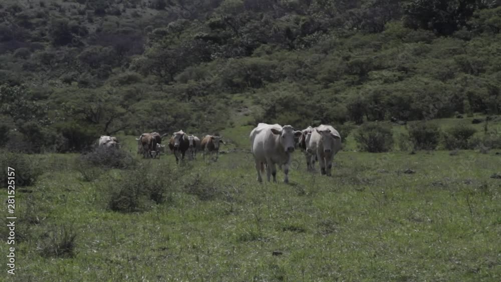 Ganado engorda bovino en granja charoláis pastando vacas leche carne Ganado engorda bovino en granja charoláis pastando vacas leche carne