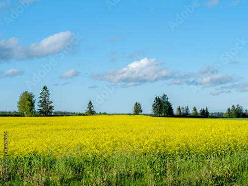 yellow rape field 