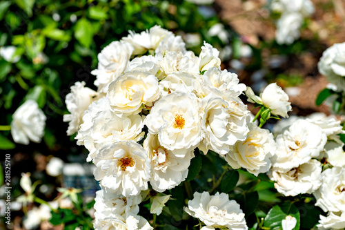 White roses in full blooming at Ayabe rose garden in Japan