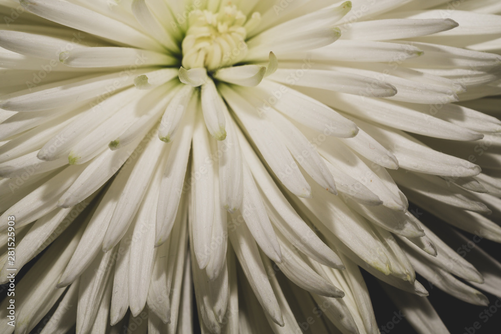 White chrysanthemum flower macro. floral texture
