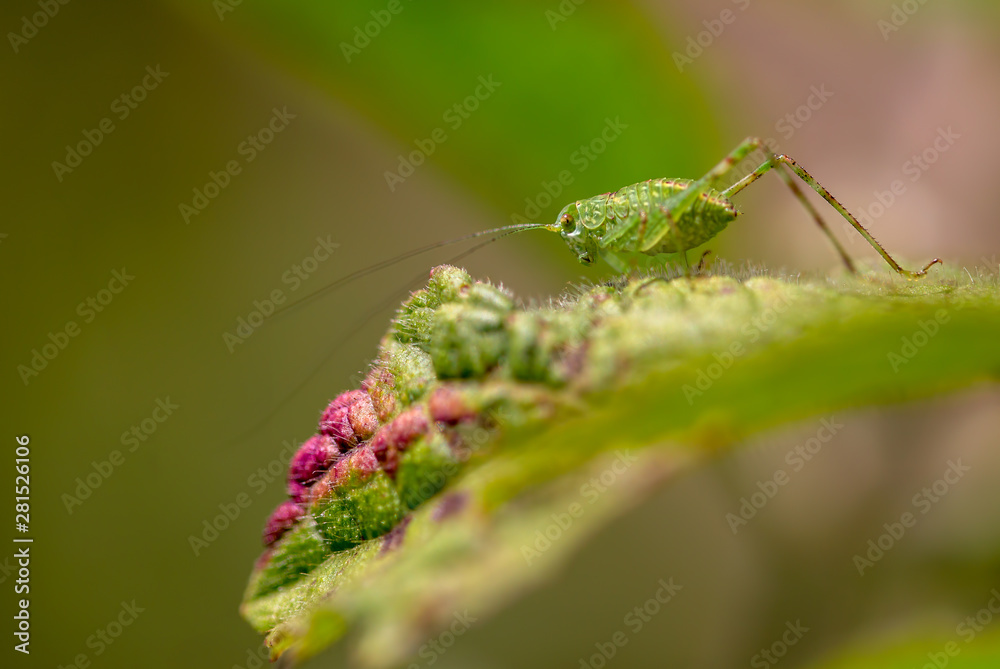 Macro photography of a katydid on a leaf. Captured at the highlands of the Andean moutains of central Colombia. Macro photography of a katydid on a leaf. Captured at the highlands of the Andean moutains of central Colombia.