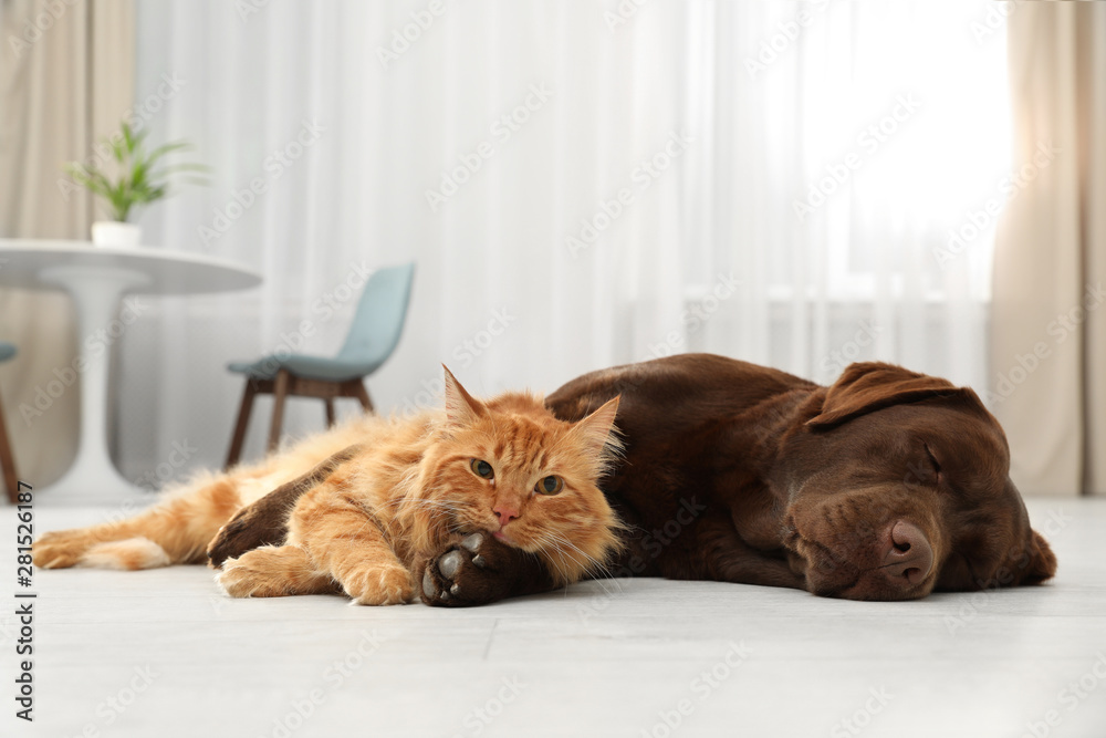 Cat and dog together looking at camera on floor indoors. Fluffy friends - obrazy, fototapety, plakaty 
