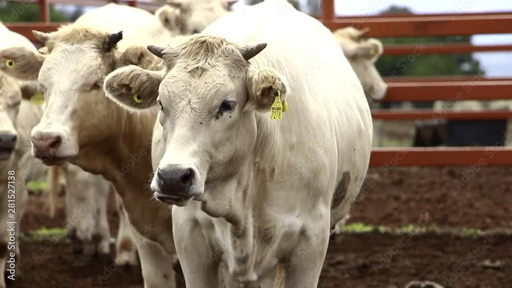 Ganado engorda bovino en granja charoláis pastando vacas leche carne Ganado engorda bovino en granja charoláis pastando vacas leche carne