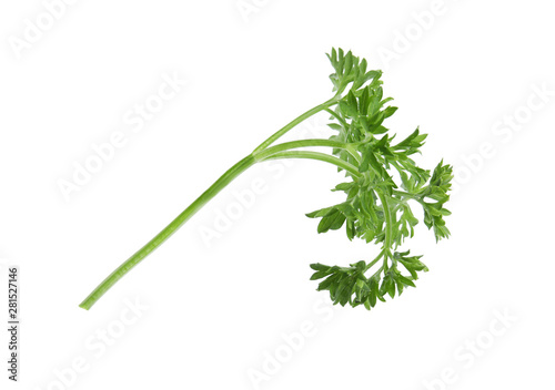 Fresh green organic parsley on white background