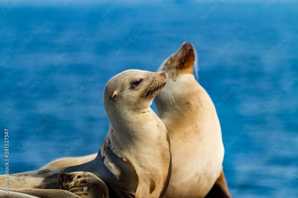 Fototapeta premium sea-lions bathing