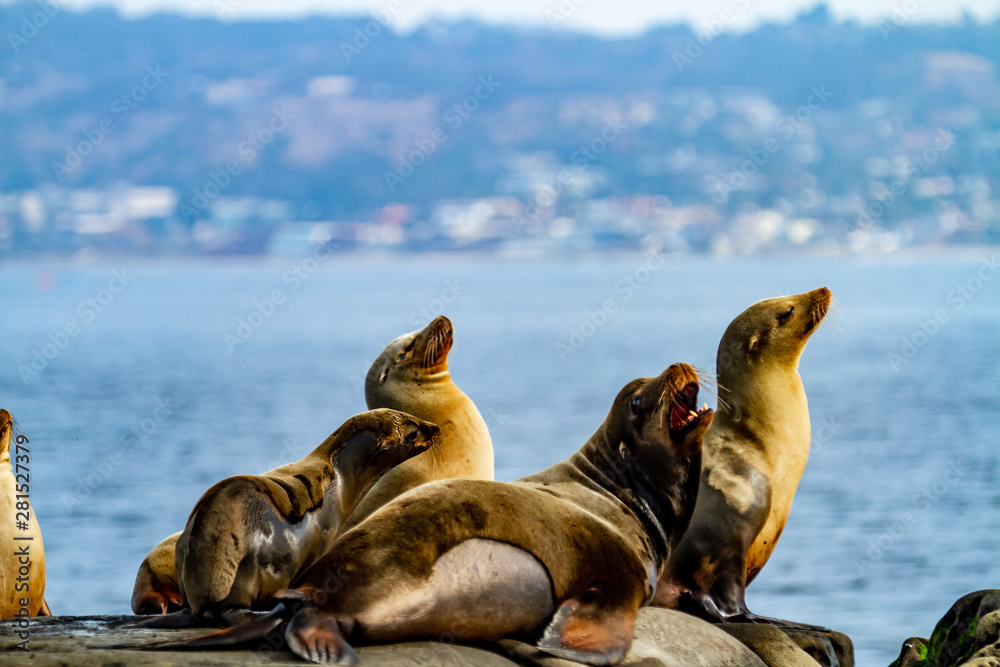 Obraz premium sea-lions bathing
