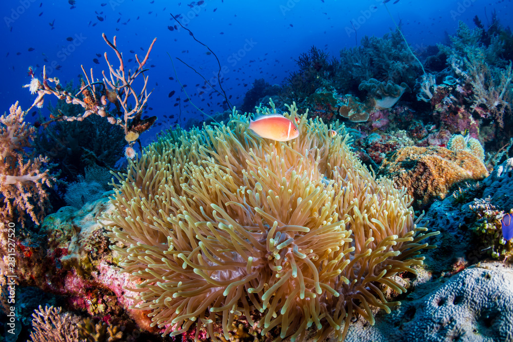 Obraz premium A family of Pink Skunk Clownfish in their host anemone on a coral reef