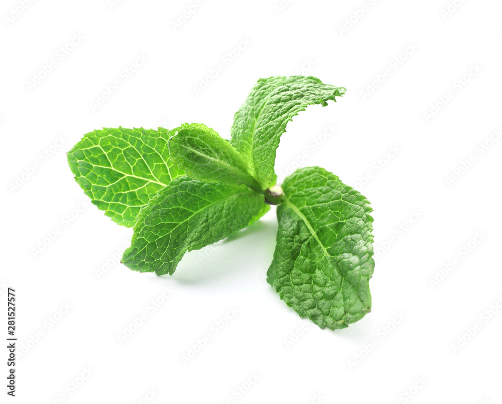 Branch of fresh mint isolated on white Branch of fresh mint isolated on white