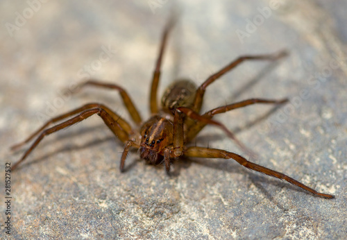 Macrophotography of a brown fishing spider on a rock.Captured at the template lands of the Andean mountains of central Colombia.