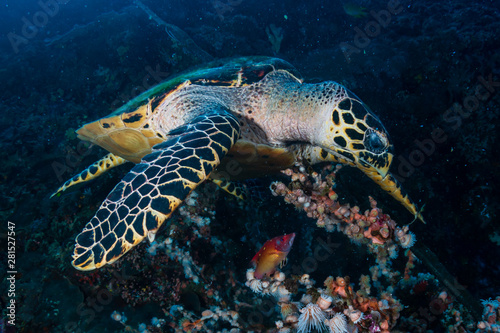 Hawksbill Sea Turtle feeding on the wall of a tropical coral reef © whitcomberd