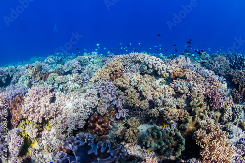 Hard and soft corals on a colorful tropical coral reef in the coral triangle of Asia