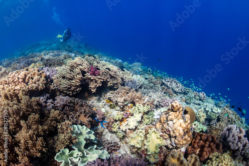 Fototapeta Naklejka Na Ścianę i Meble -  SCUBA diver swimming over a colorful, shallow water tropical coral reef