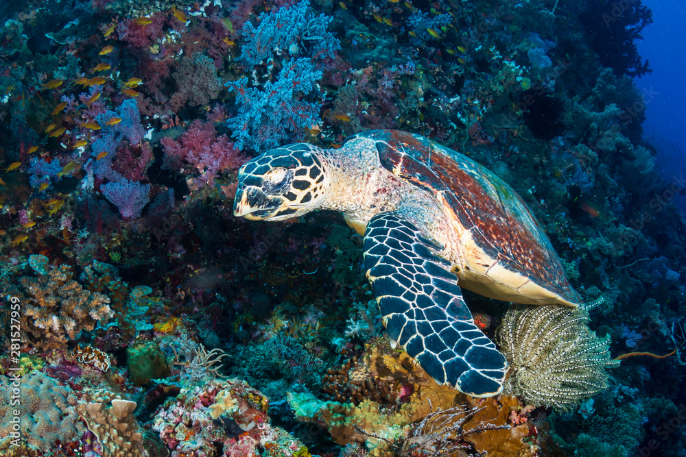 Hawksbill Sea Turtle (Eretmochelys imbricata) feeding on a tropical coral reef Hawksbill Sea Turtle (Eretmochelys imbricata) feeding on a tropical coral reef