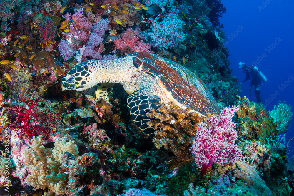 Hawksbill Turtle and background scuba diver on a tropical coral reef Hawksbill Turtle and background scuba diver on a tropical coral reef