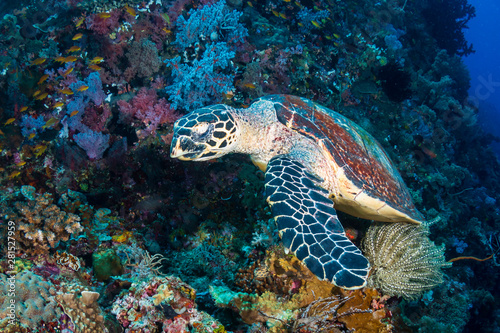 Hawksbill Sea Turtle  Eretmochelys imbricata  feeding on a tropical coral reef