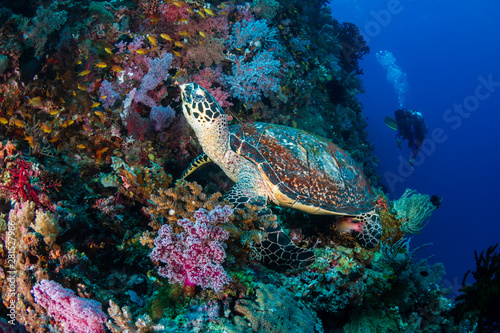 Hawksbill Turtle and background scuba diver on a tropical coral reef