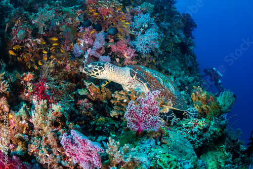 Fototapeta Naklejka Na Ścianę i Meble -  Hawksbill Turtle and background scuba diver on a tropical coral reef
