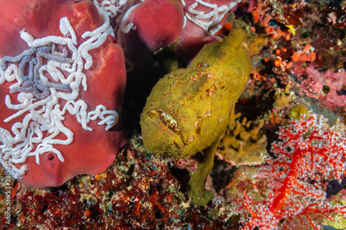 A Giant Frogfish next to a large red sponge on a colorful tropical coral reef photo