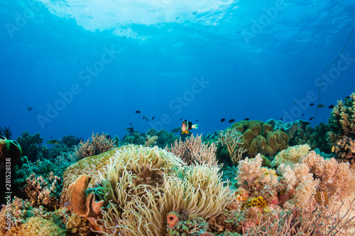 Tropical fish swimming on a healthy coral reef