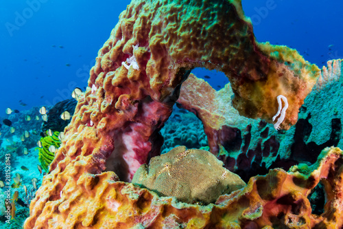 A green Giant Frogfish on a large barrel sponge on a tropical coral reef photo