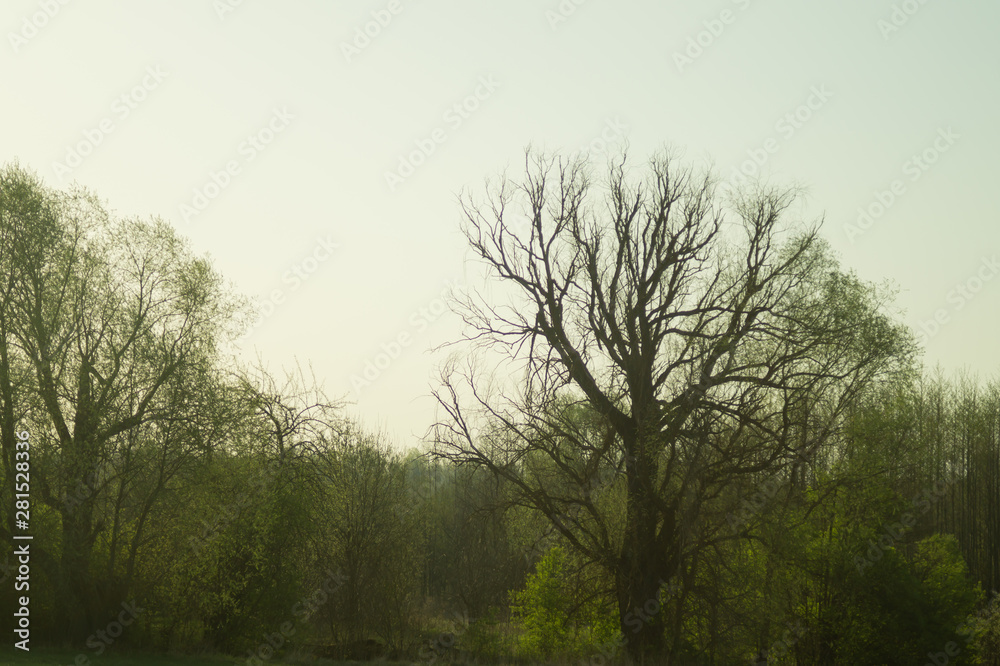 Dried trees in the forest nature background Dried trees in the forest nature background