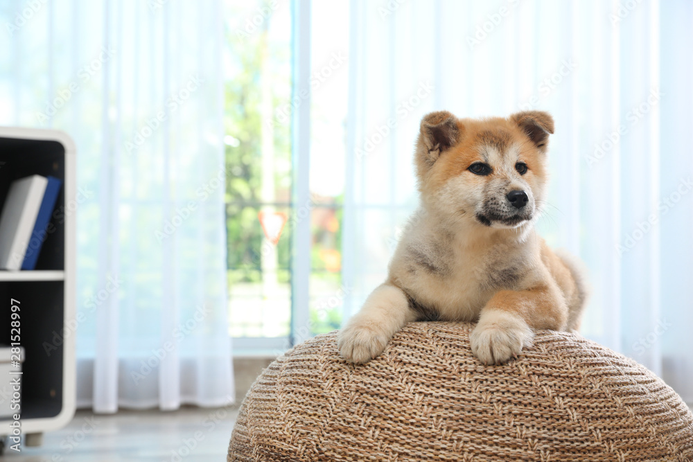 Adorable Akita Inu puppy on pouf at home, space for text