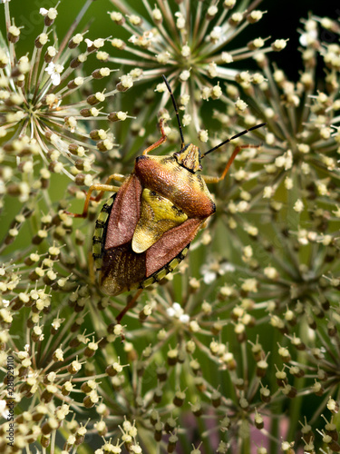 Berom climbing bug (Palomena prasina) photo