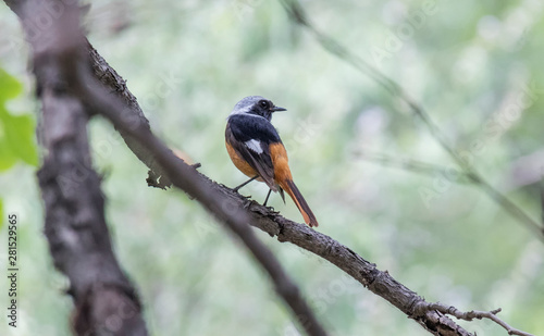 Daurian Redstart bird