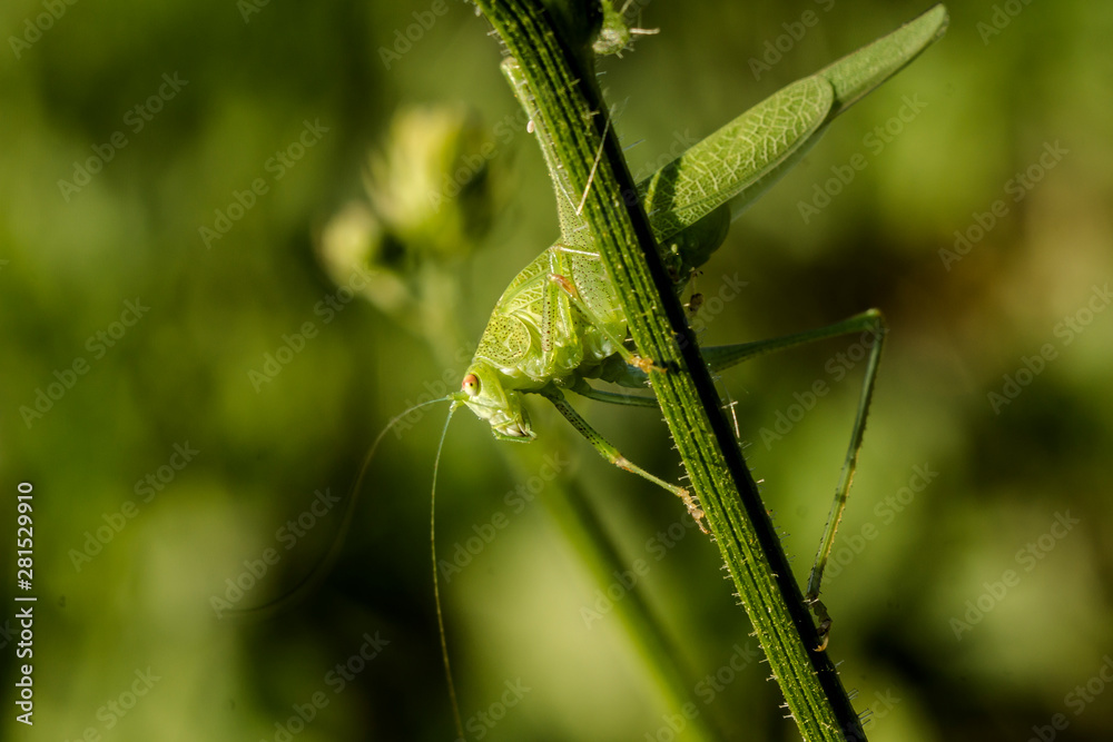 Green grasshopper (Tettigonia viridissima) Green grasshopper (Tettigonia viridissima)