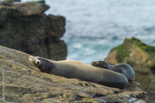 sea-lions bathing