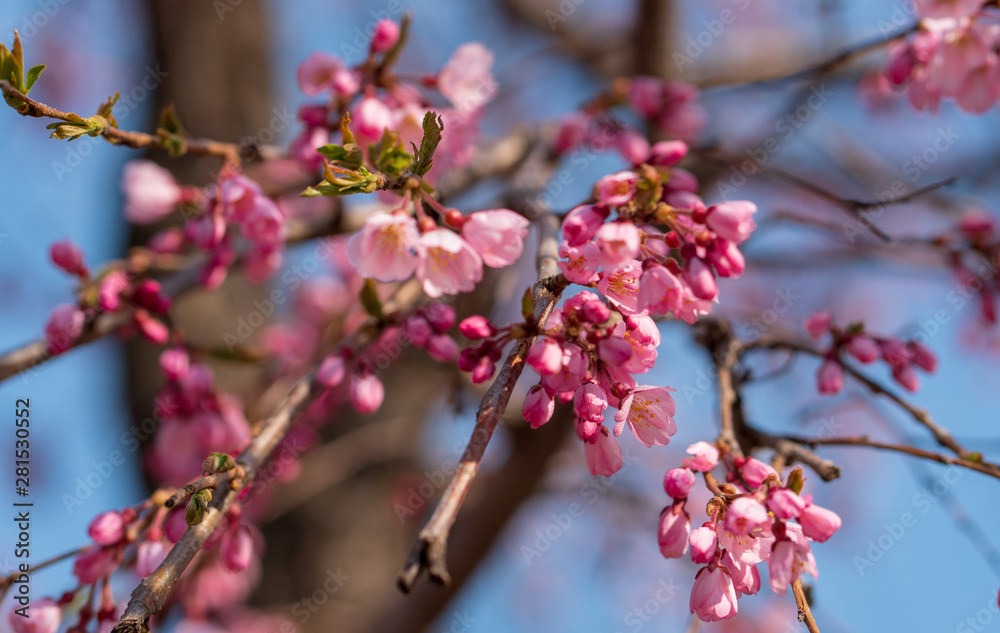The light pink flowers that bloom in spring are cherry blossoms