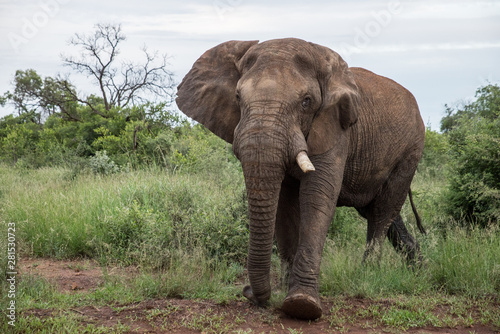 Photography Elephant in the Wild