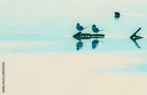 Two native sea birds sitting on driftwood in the lagoon photo