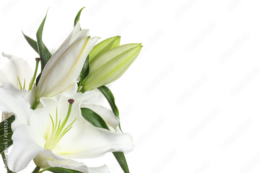 Fototapeta premium Beautiful lilies on white background, closeup view