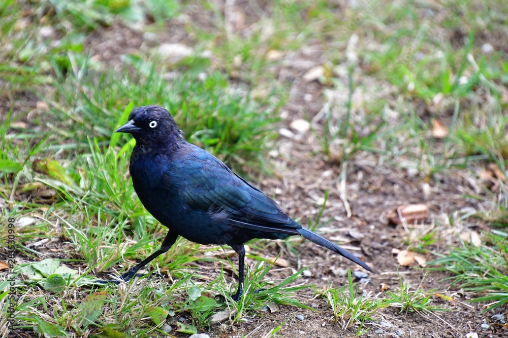 A Brewer's Black-bird perching on the ground. Langley BC Canada A Brewer's Black-bird perching on the ground. Langley BC Canada