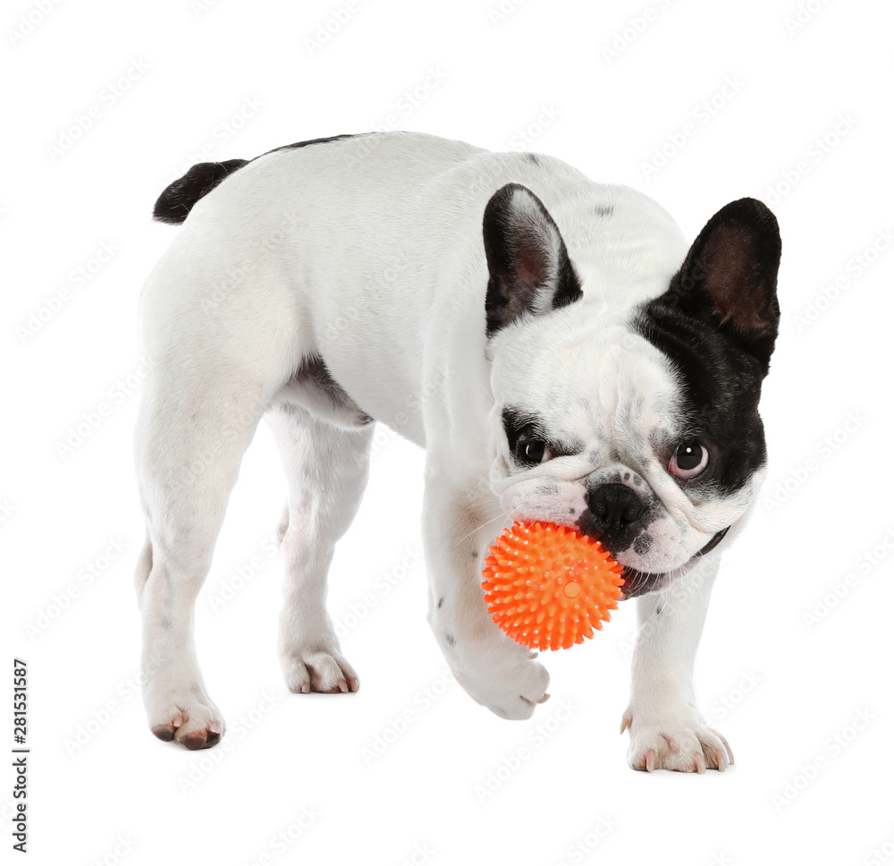 French bulldog playing with toy on white background French bulldog playing with toy on white background