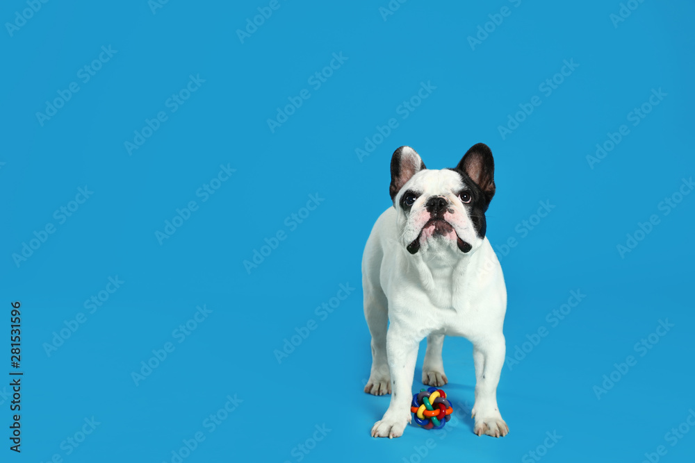 French bulldog playing with toy on blue background. Space for text French bulldog playing with toy on blue background. Space for text