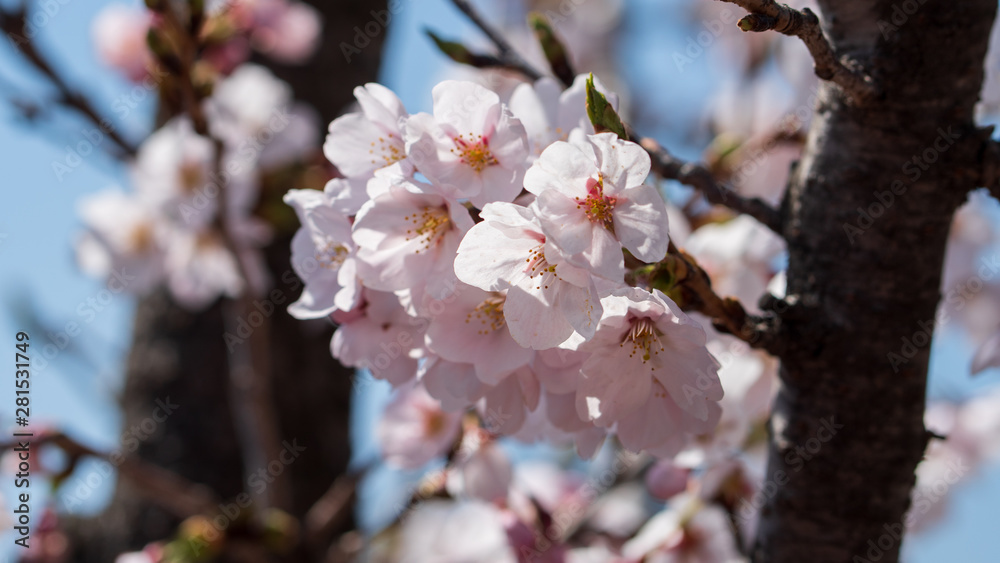 The light pink flowers that bloom in spring are cherry blossoms The light pink flowers that bloom in spring are cherry blossoms