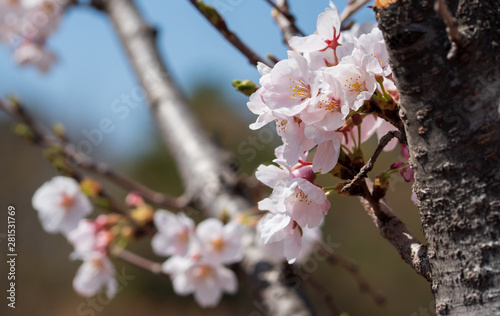 The light pink flowers that bloom in spring are cherry blossoms