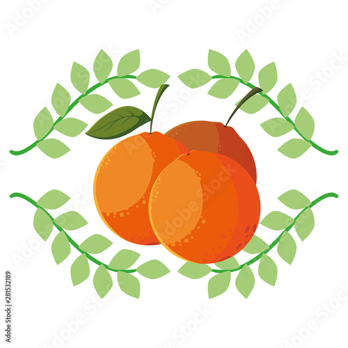 orange fresh fruit emblem organic